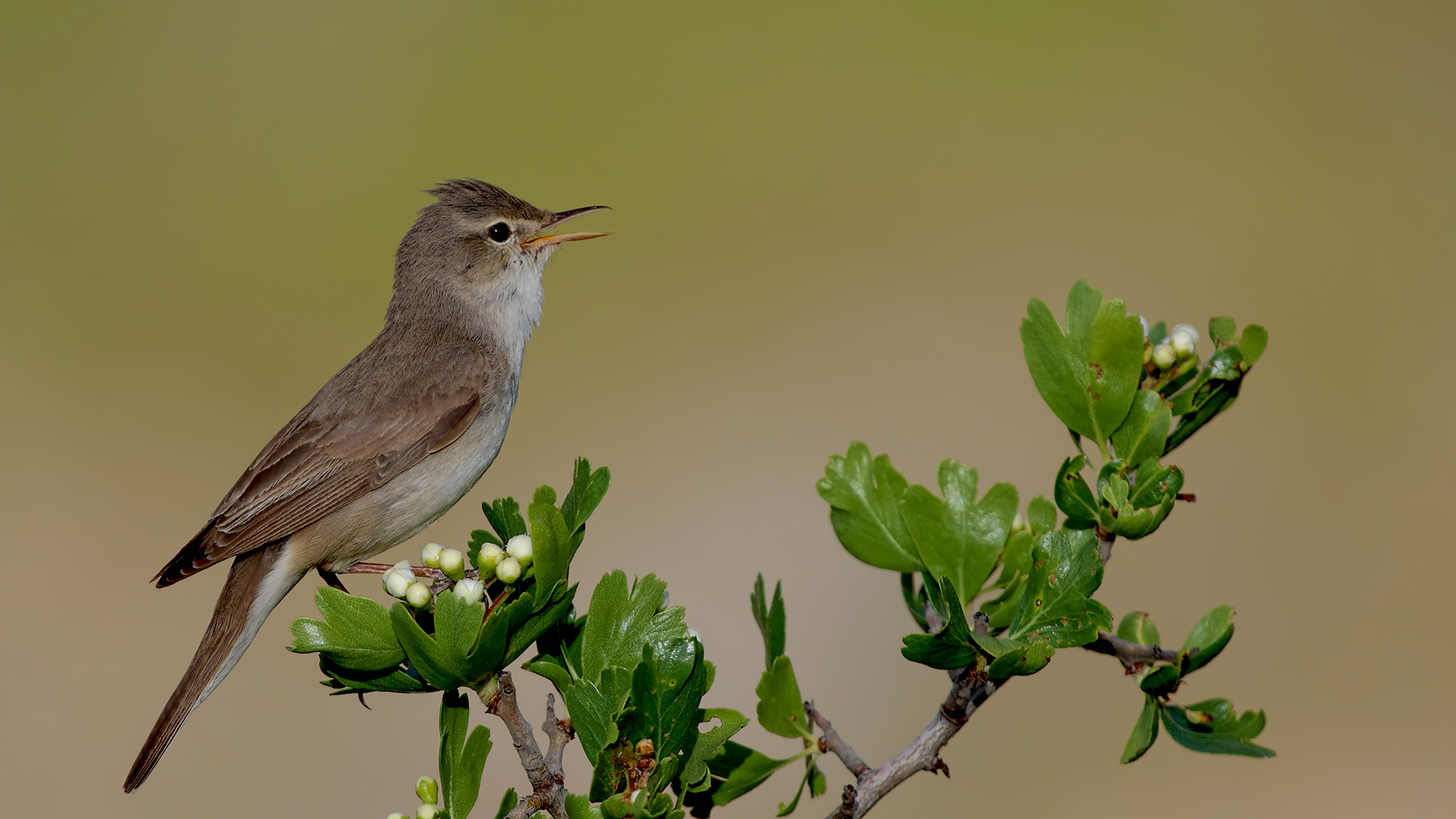 Upcher's Warbler